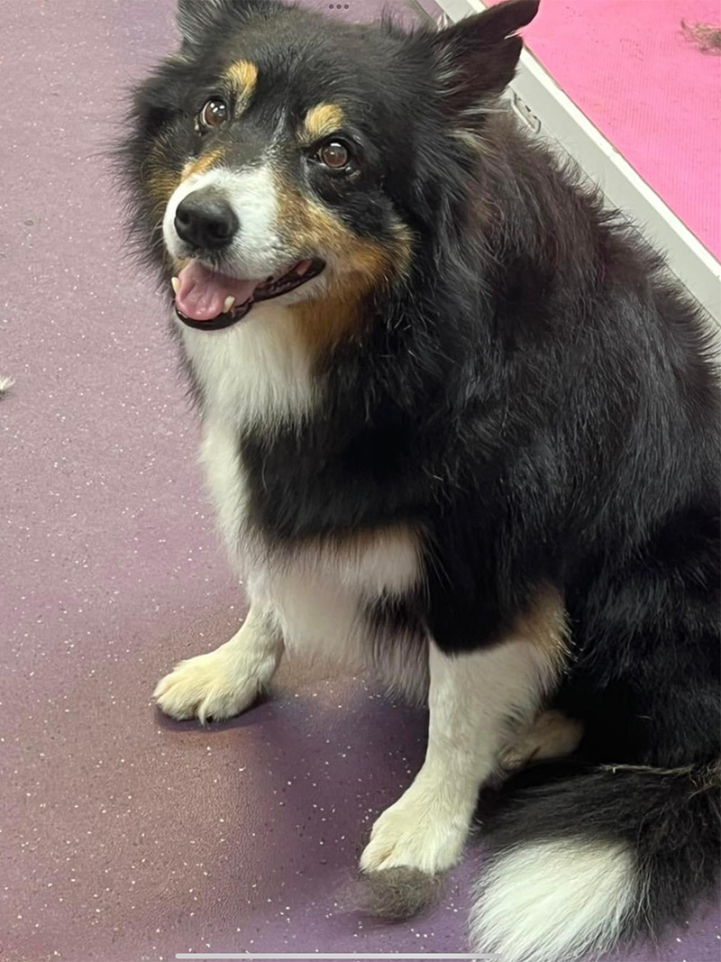 Love Dog Grooming, Doggy Daycare and Training services in Johnstone