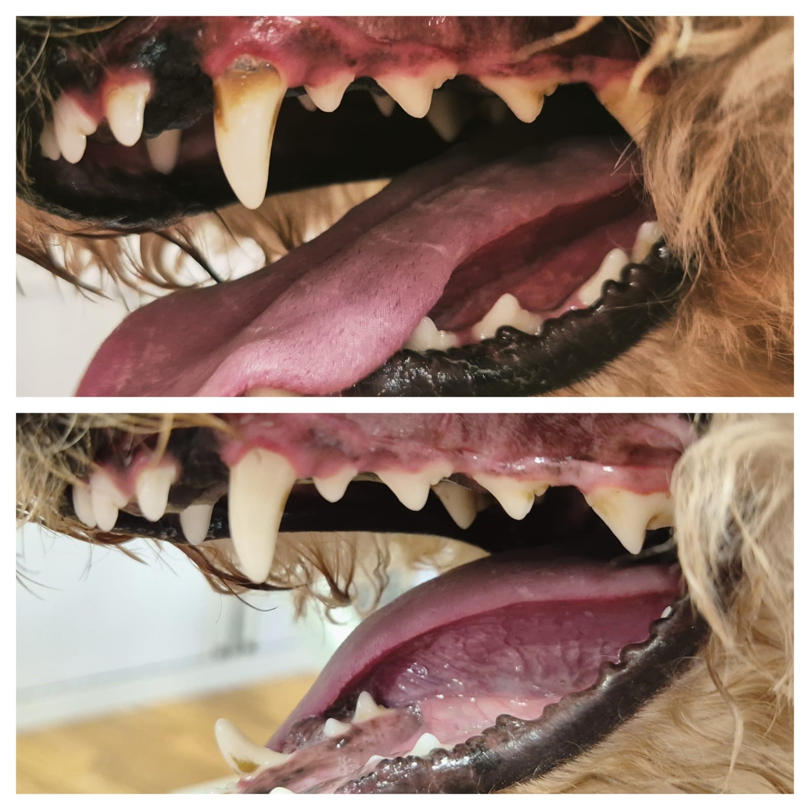 Teeth 03